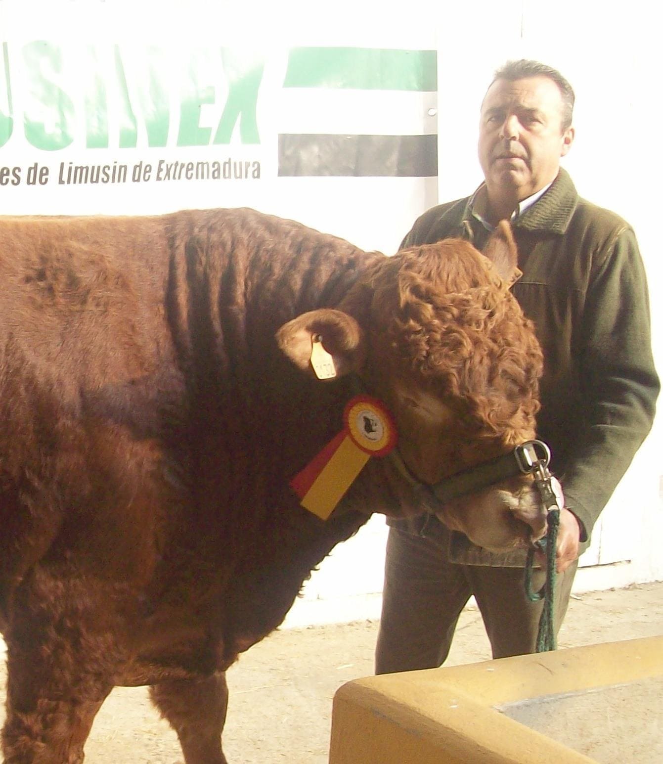 ganadería raza vaca limusina
