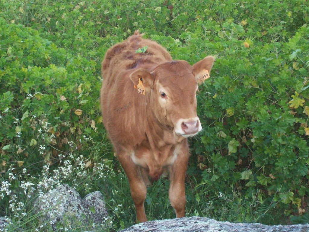 fichas genealógicas raza bovina limusina