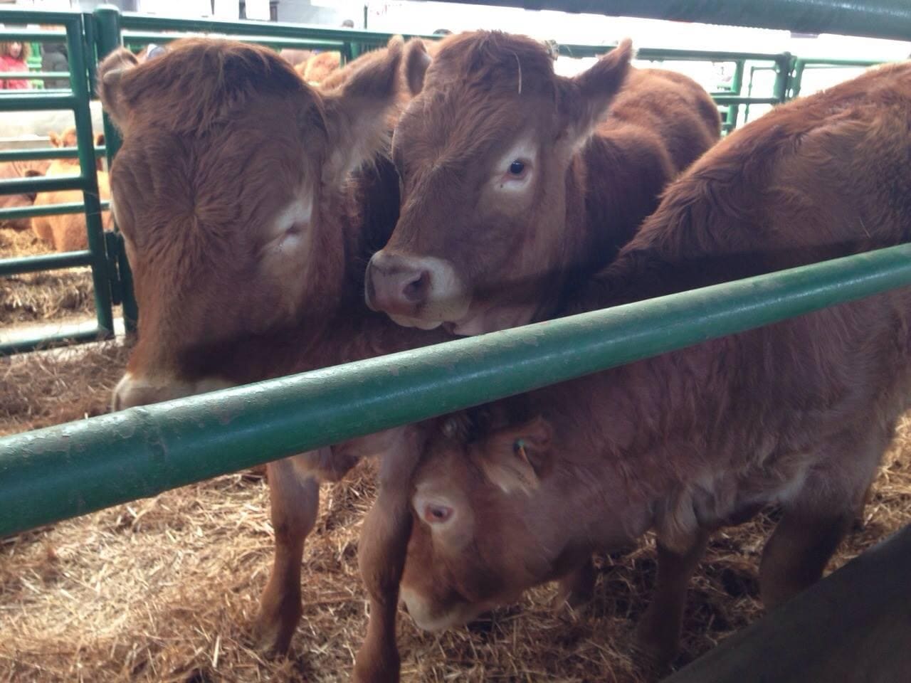 vaca limusina ganadería
